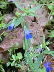 Collinsia grandiflora