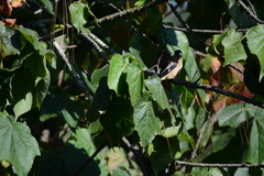 Coccothraustes abeillei