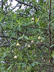 Clusia guatemalensis