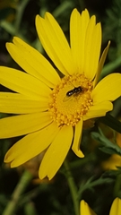 Syrphidae