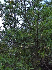 Clusia guatemalensis