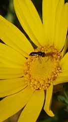 Syrphidae