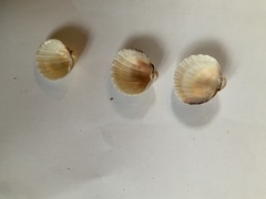 Acanthocardia tuberculata