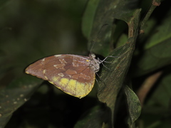 Lieinix nemesis nemesis