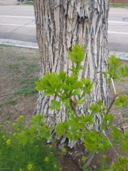 Fraxinus pennsylvanica