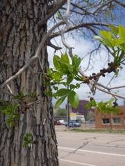 Fraxinus pennsylvanica