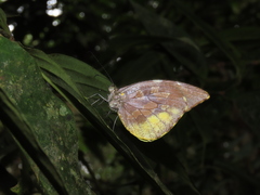 Lieinix nemesis nemesis