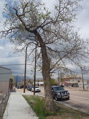 Fraxinus pennsylvanica