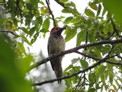 Colaptes atricollis