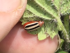 Disonycha leptolineata