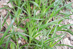 Luzula sylvatica