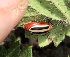 Disonycha leptolineata