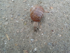 Helix pomatia