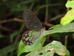 Pseudohaetera hypaesia
