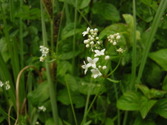 Galium debile