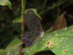 Pseudohaetera hypaesia