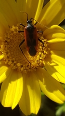 Calocoris nemoralis