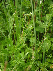 Galium debile