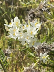 Thalictrum tuberosum