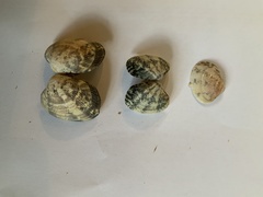 Laevicardium crassum