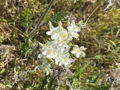Thalictrum tuberosum