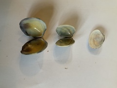 Laevicardium crassum