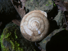 Quantula