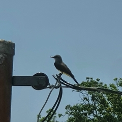 Tyrannus melancholicus