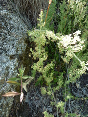 Galium maritimum