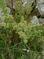 Galium maritimum