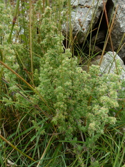 Galium maritimum