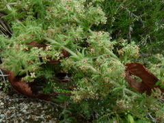 Galium maritimum