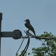 Tyrannus melancholicus