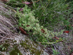 Galium maritimum