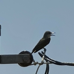 Tyrannus melancholicus