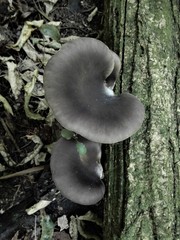 Pleurotus australis image