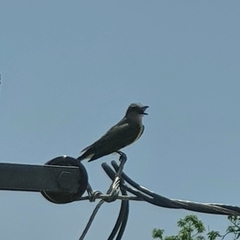 Tyrannus melancholicus