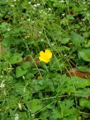 Ranunculus multifidus
