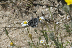 Melanargia ines