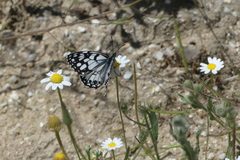 Melanargia ines