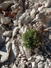 Galium pumilum