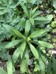 Magnoliopsida