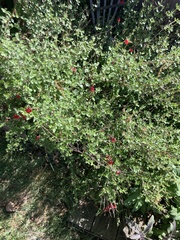 Salvia microphylla microphylla