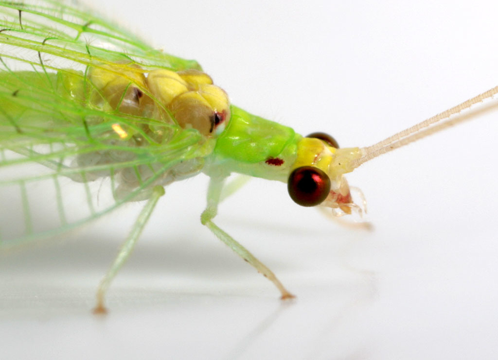 Leucochrysini