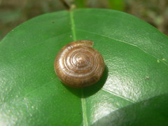 Quantula