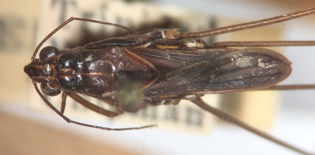 Limnogonus aduncus