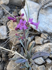 Penstemon confusus