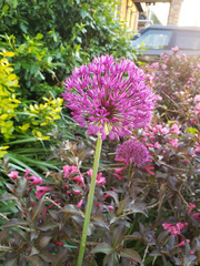 Allium aflatunense