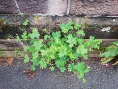 Chelidonium majus