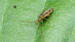 Entomobrya muscorum